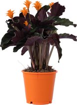 Plant in a Box - Calathea Crocata - Plante d'intérieur purifiante - Pot ⌀14cm - Hauteur 40-50cm