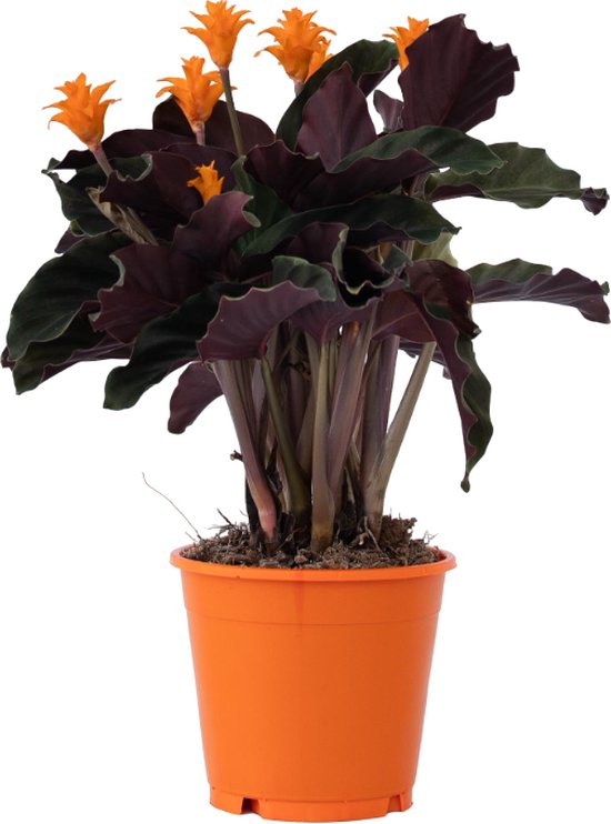 Plant in a Box - Calathea Crocata - Luchtzuiverend - Kamerplant - Pot 14cm - Hoogte 40-50cm