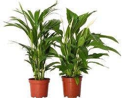 Plant in a Box - Luchtzuiverende kamerplanten - Set van 2 - Areca - Spathiphyllum - Pot 17cm - Hoogte 60-75cm