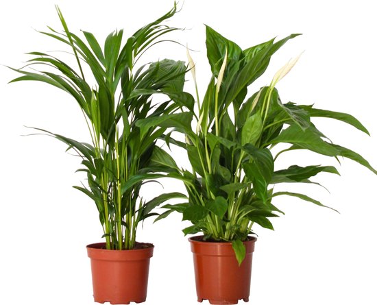 Plant in a Box - Luchtzuiverende kamerplanten - Set van 2 - Areca - Spathiphyllum - Pot 17cm - Hoogte 60-75cm