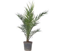 Plant in a Box - Phoenix Canariensis - Canarische dadelpalm - Pot 19cm - Hoogte 80-100cm