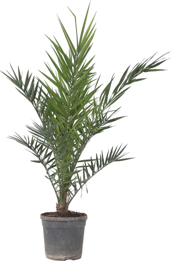 Palmboom met groene, gevederde bladeren in een donkergrijze plastic pot, tegen een witte achtergrond.