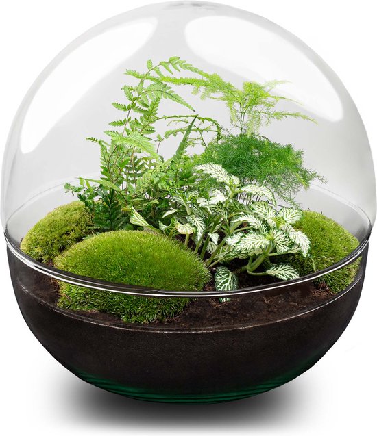 Terrarium - Dome XL - ↑ 30 cm - Ecosysteem plant - Kamerplanten - DIY planten terrarium - Mini ecosysteem