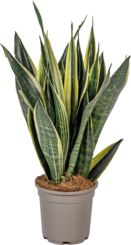 Sansevieria Trifasciata Canary – Groenblijvend