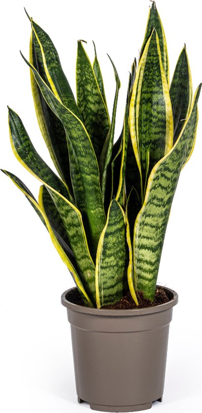 Plantenboetiek.nl | Sansevieria Trifasciata Futura Superba - Ø17cm - 45-55cm hoog - Kamerplant - Groenblijvend
