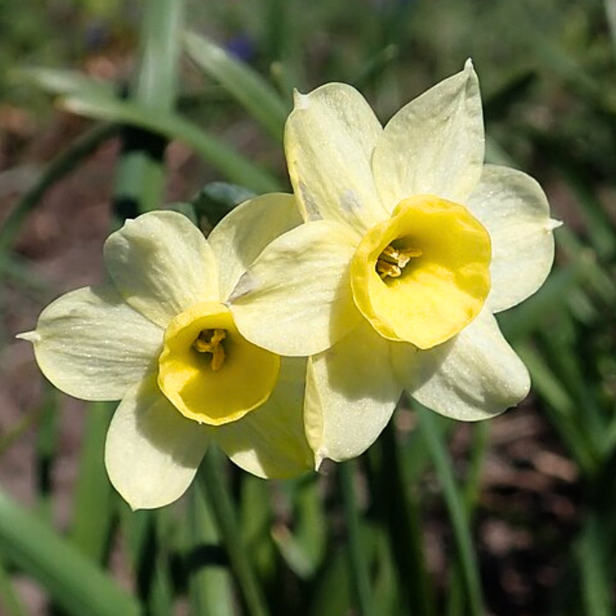 Narcis (Narcissus) - Minnow - sus - Snijbloemen - Geurend - Voorjaarsbollen - bloeit in Maart / April