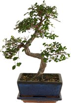 Bloomique - Bonsai Zelkova - S-Vorm - Bonsai Boompje - Kamerplanten - Hoogte 20-30 cm - 15 cm Breed - Inclusief Keramieken Pot en Schaal