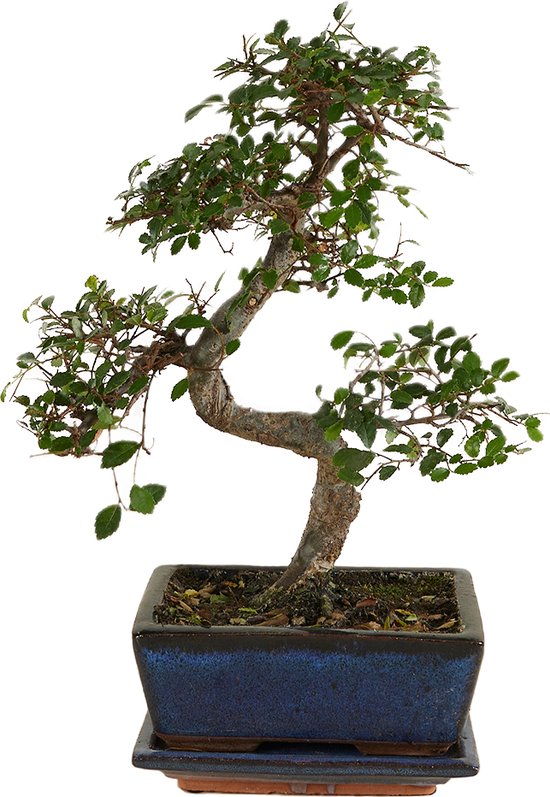 Bloomique - Bonsai Zelkova - S-Vorm