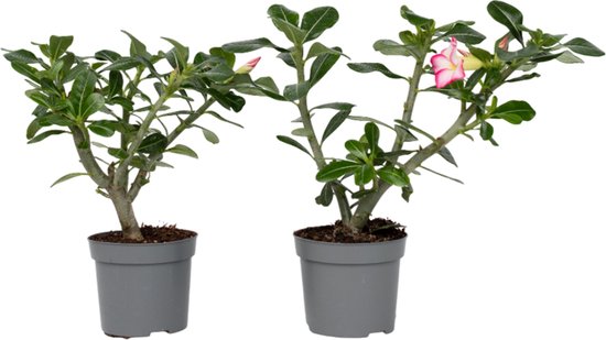 Deux roses du désert aux feuilles vertes, l'une avec une fleur rose et blanche, dans des pots gris.