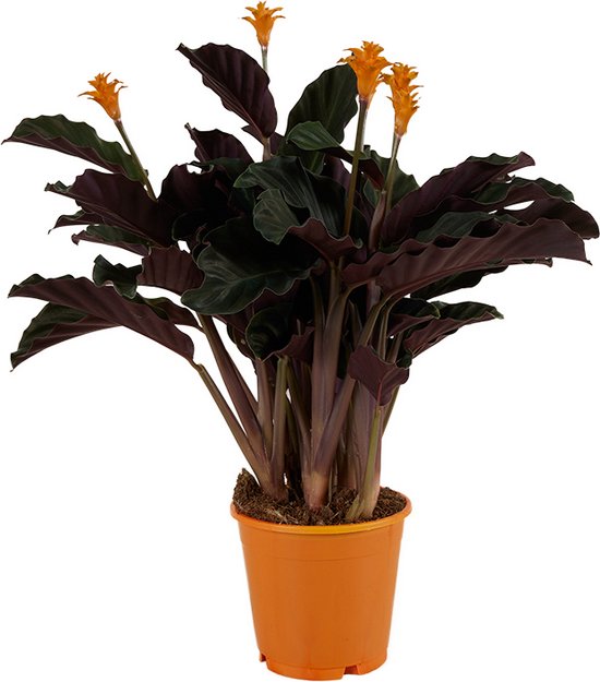 Calathea 'Candela' | Oranje - Kamerplant in kwekerspot ⌀14 cm - Hoogte 40-50 cm