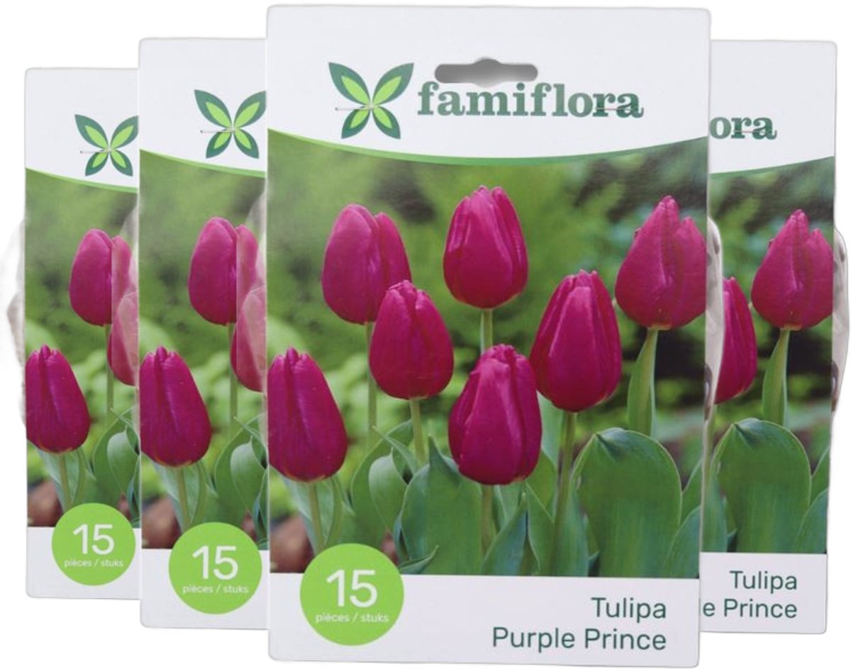 Famiflora tulipa Purple prince 4 x 15 - 60 bloembollen - Diep paarse bloemen voor een koninklijk en majestueus effect in je tuin - Voegt elegantie en kracht toe zodat je tuin luxe uitstraalt