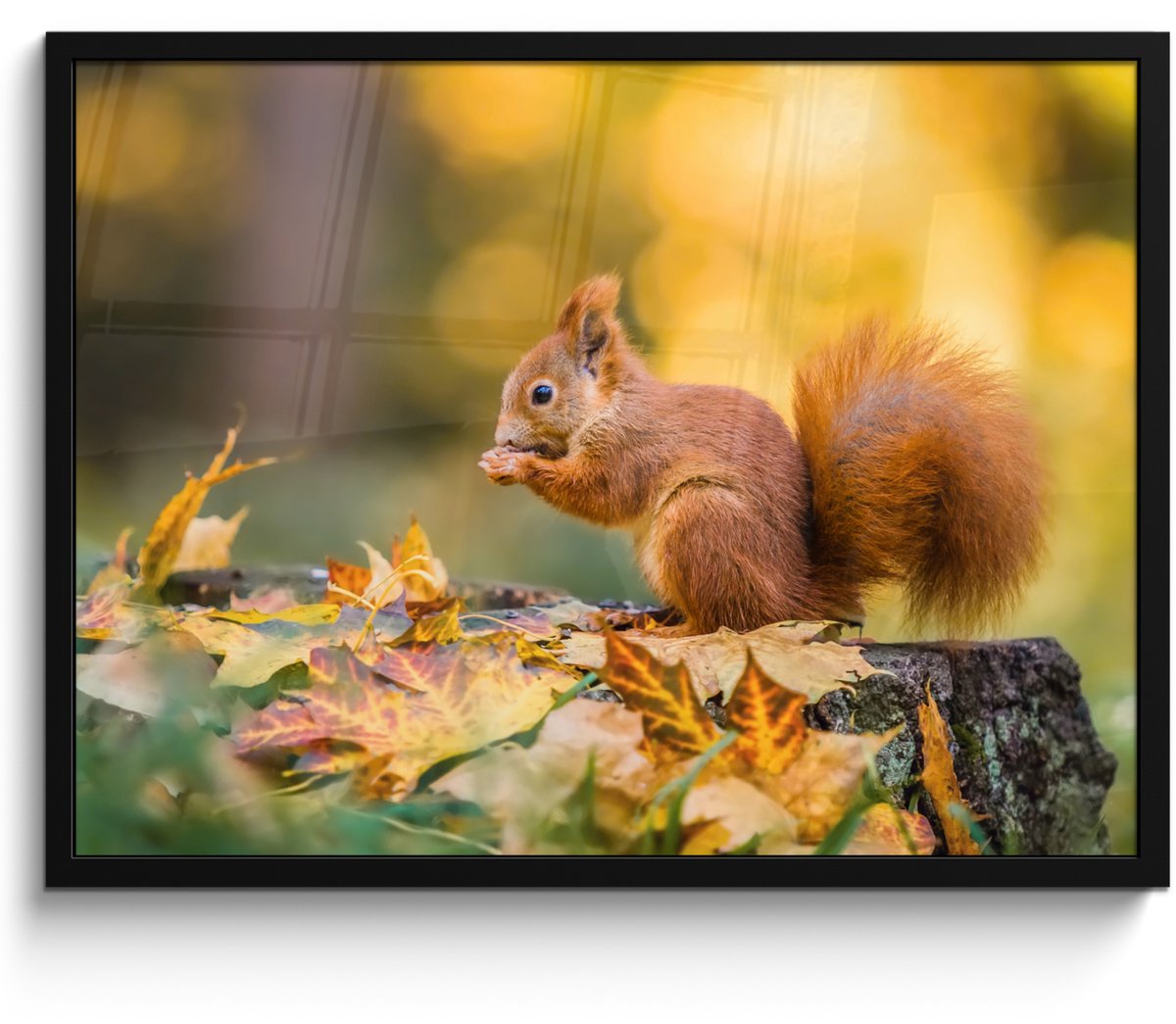 FrameYourWall Poster in lijst - Fotolijst 70x50 cm - Posters - Eekhoorn - Herfst - Bosdieren - Herfstbladeren - Bos - Posterlijst zwart - Decoratie - Wanddecoratie woonkamer - Muurdecoratie slaapkamer