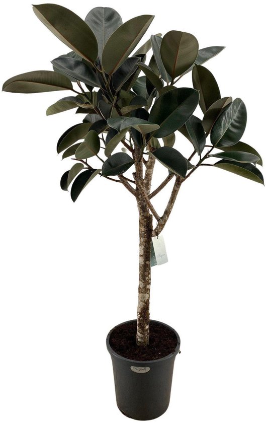 Grote ficus plant voor binnen - ca. 170 cm hoge ficus elastica burgundy