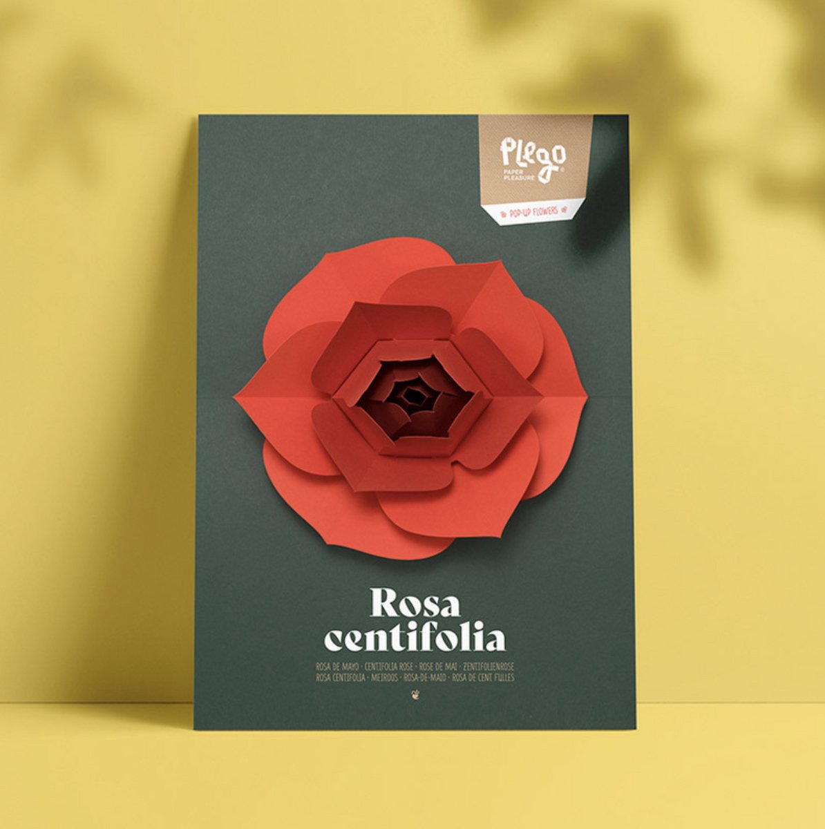 Plego - 3D Design Papieren Figuur POP-UP Flowers “ROSA CENTIFOLIA / Centifolia Rose” Decoratie - Papieren Bloemen - Papierdecoratie voor kinderen en volwassenen - DIY Pakket - Creatief Cadeau - Skill: