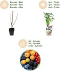 Infographic met winter, zomer, oogst van rode, blauwe, gele en zwarte bessen, en een plantje in pot.