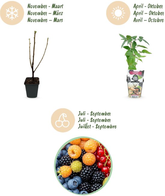 Infographic met winter, zomer, oogst van rode, blauwe, gele en zwarte bessen, en een plantje in pot.