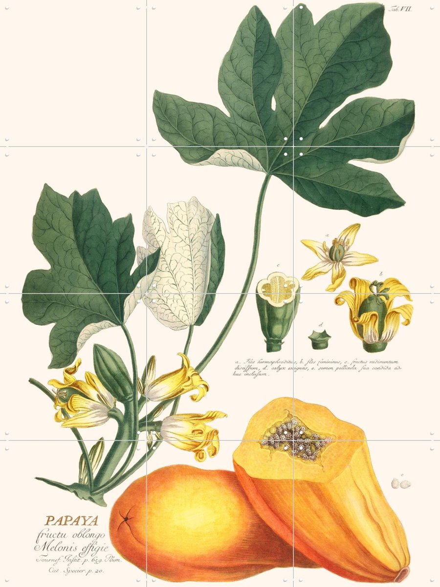 IXXI Papaya, Aster Edition - 60 x 80 cm - Gratis ophangtool - Grote wanddecoratie en posters - Illustraties, Vintage, Naturalisme, Woonkamer