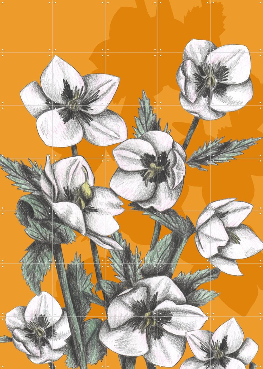 IXXI Hellebore, Cecilia Battaini - 100 x 140 cm - Gratis ophangtool - Grote wanddecoratie en posters - Naturalisme, Tekeningen, Illustraties, Line