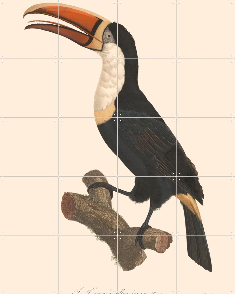 IXXI Le Toucan a Collier Jaune, Aster Edition - 80 x 100 cm - Gratis ophangtool - Grote wanddecoratie en posters - Illustraties, Vintage, Woonkamer