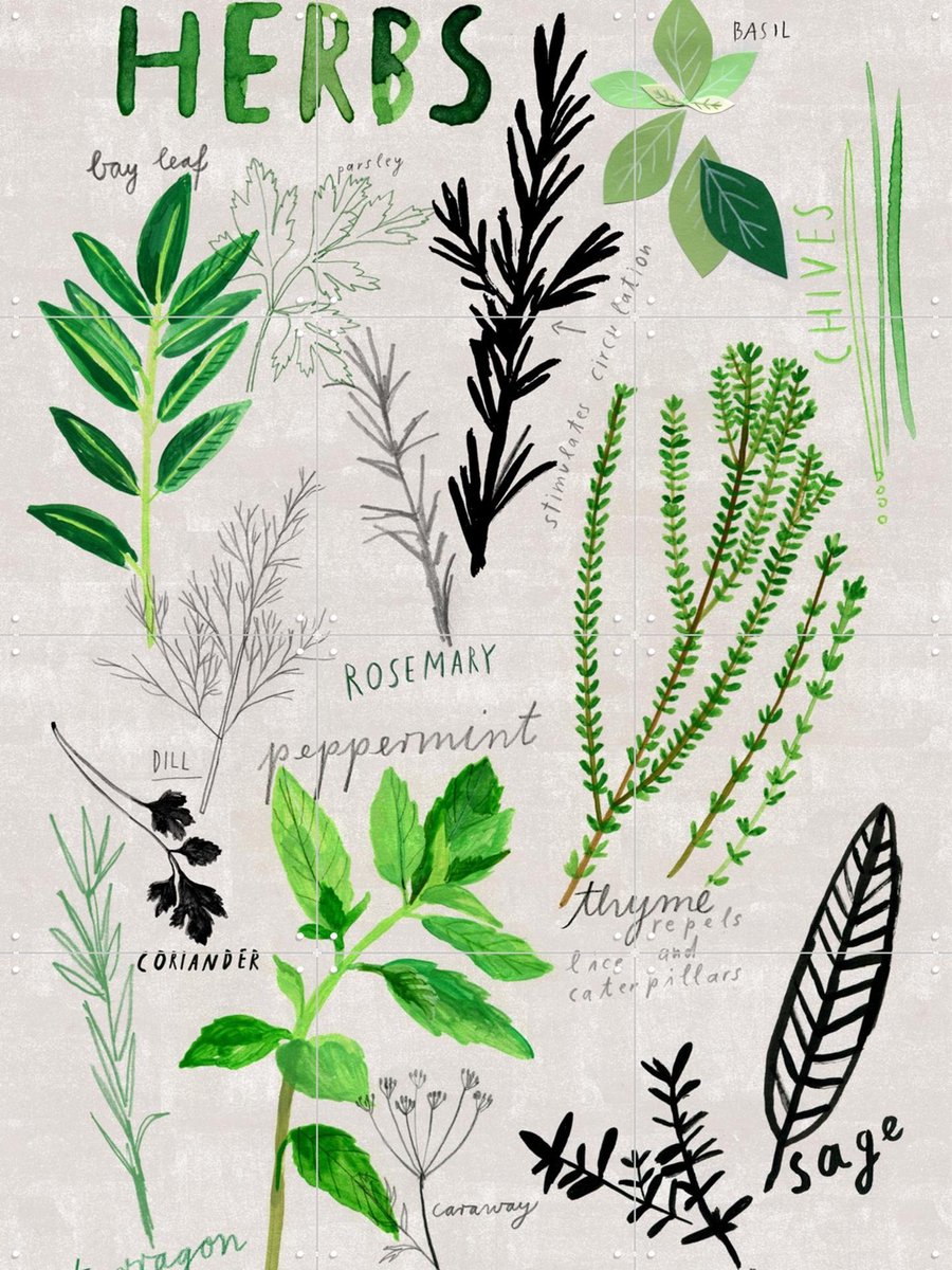IXXI Herbs, Signorinah - 60 x 80 cm - Gratis ophangtool - Grote wanddecoratie en posters - Speels, Illustraties, Eetkamer, Keuken, Woonkamer, Planten