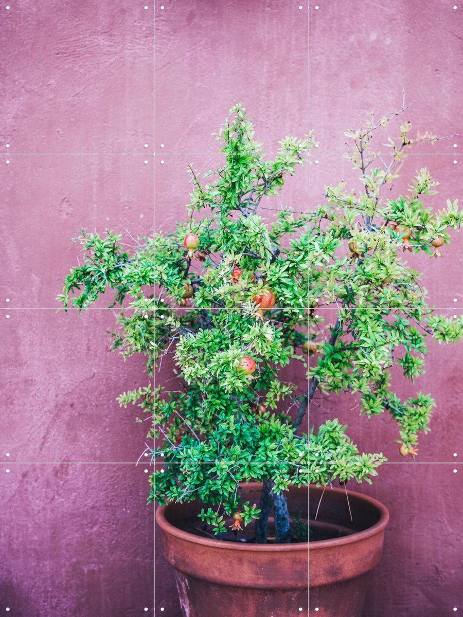 IXXI Purple Pomegranate, Pati Photography - 60 x 80 cm - Gratis ophangtool - Grote wanddecoratie en posters - Fotografie, Naturalisme, Kleurrijk