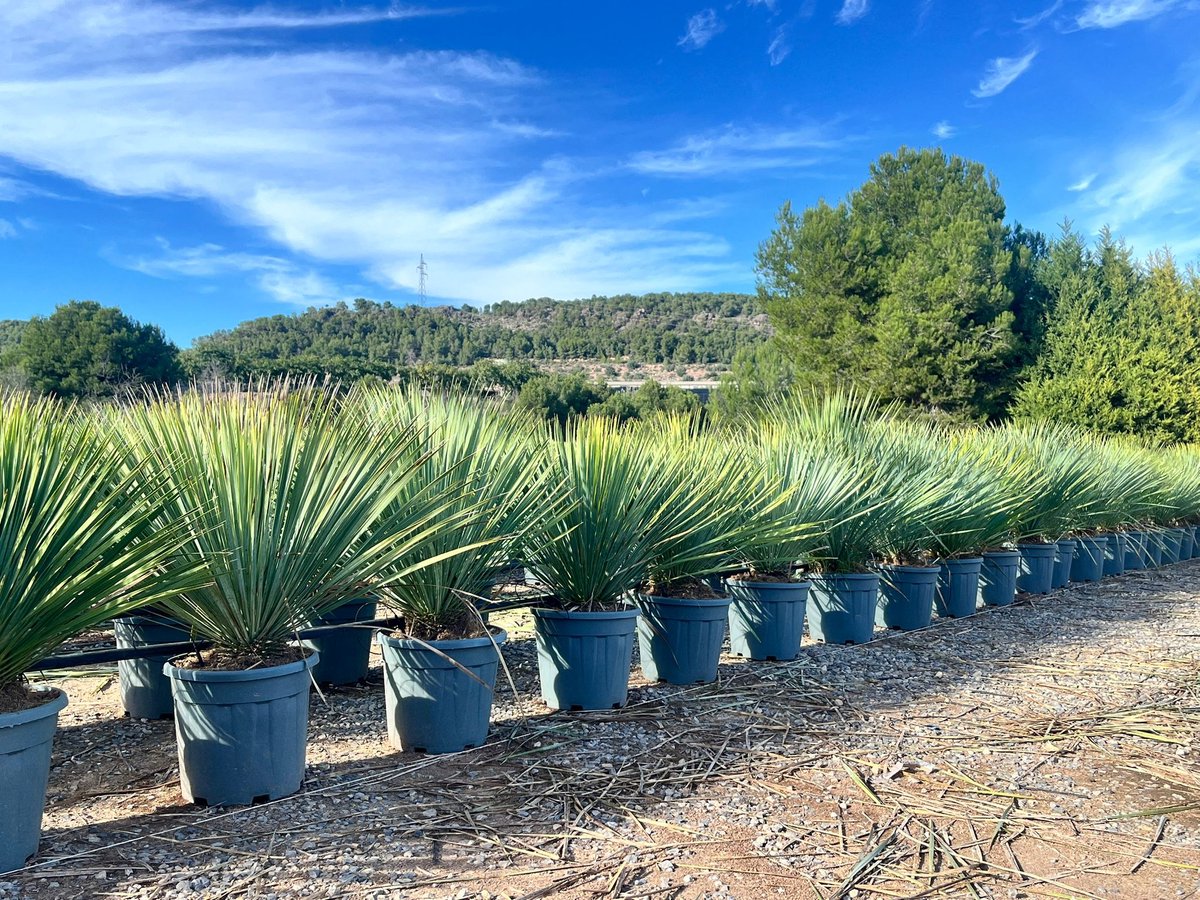 Sunny Tree - Yucca Rostrata Blue Blue - Palmboom - Totale hoogte 100 cm - Winterharde palmboom - Palmlelie