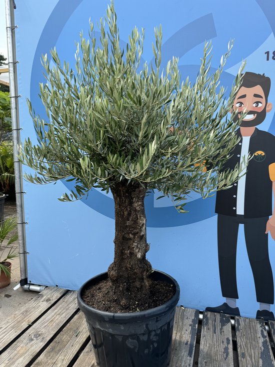 Sunny Tree - Winterharde Olijfboom Olea Europaea - Mini Pata - 50 Jaar – 160 cm – Vorstbestendig tot -18°C