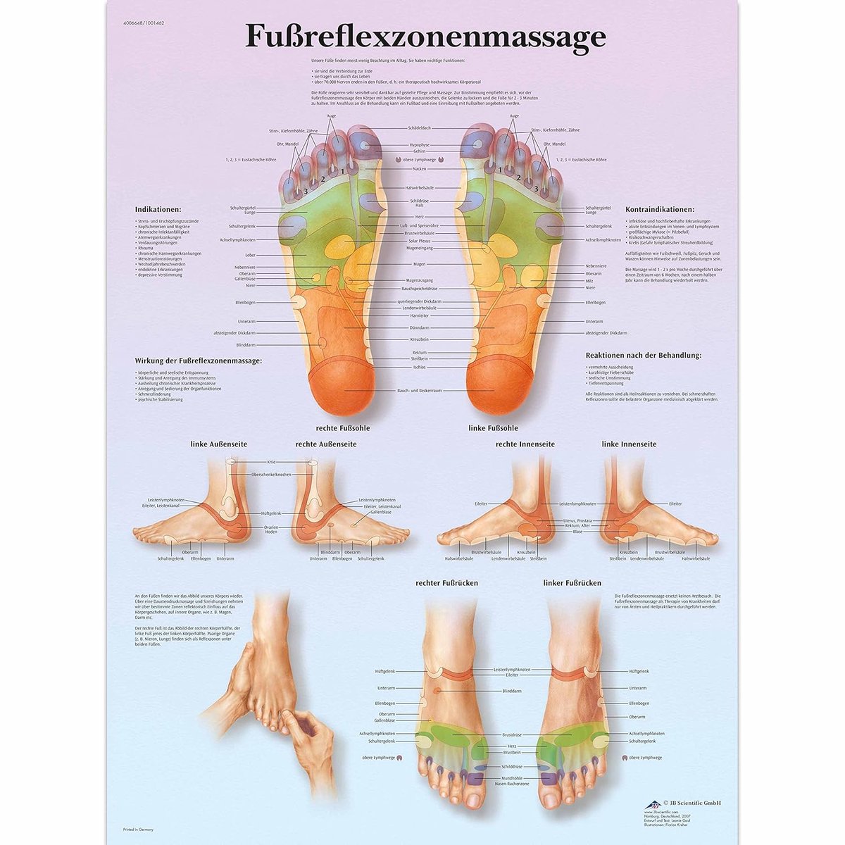 Leerbord voetreflexzone-massage 50 x 67 cm - Gelamineerd