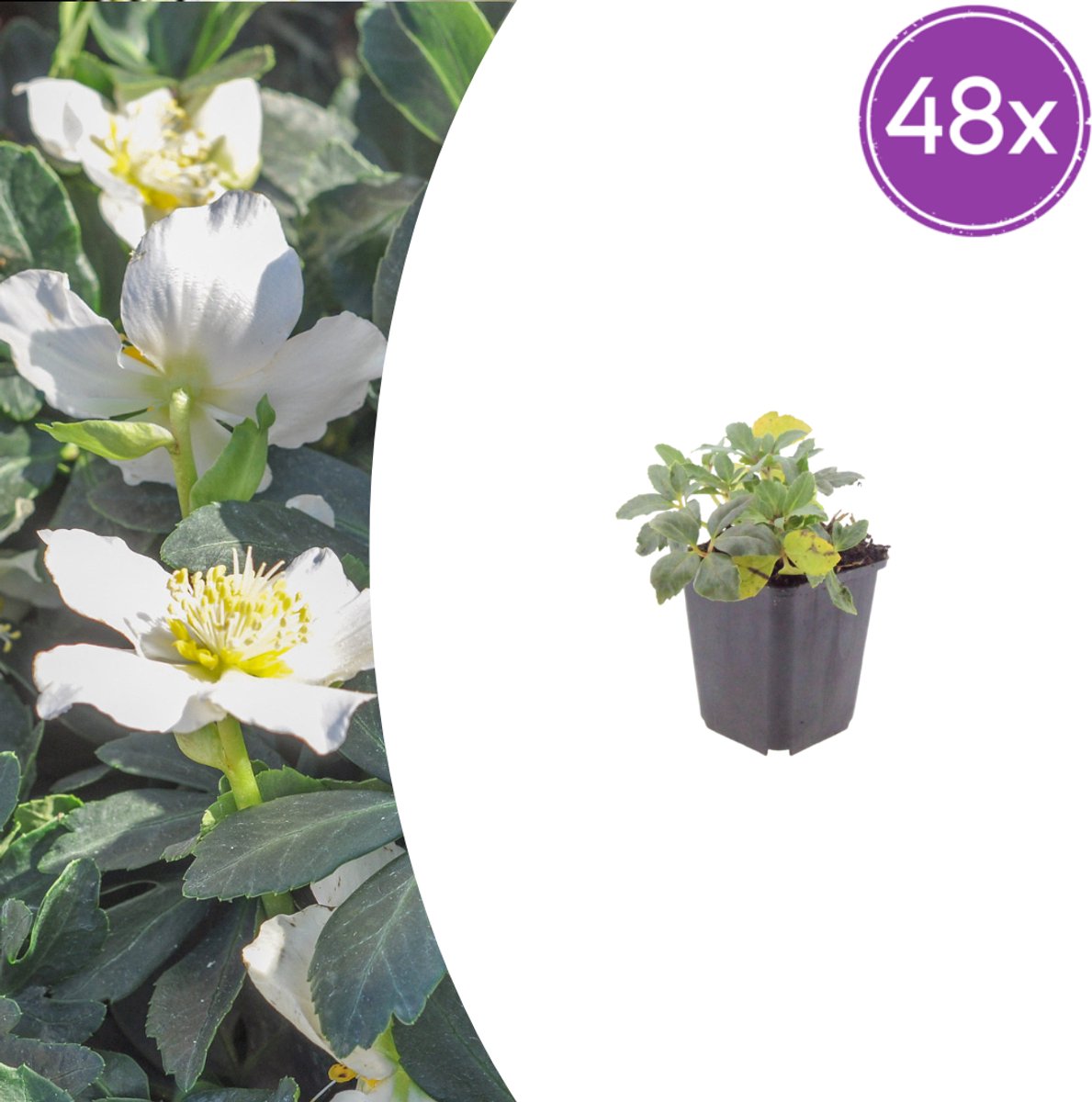 48 Stuks Oosterse Kerstroos, Lenteroos, Winterbloeiende Vaste plant, Helleborus orientalis - 10-25cm - Ø9cm