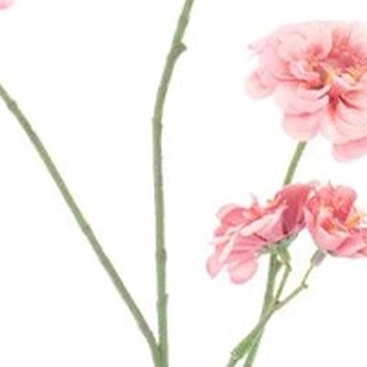 Erutan avon - Mini zinnia spray pink 88 cm