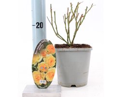 Rosa Midnight Romanza ® - Roos | 10-15 cm in pot