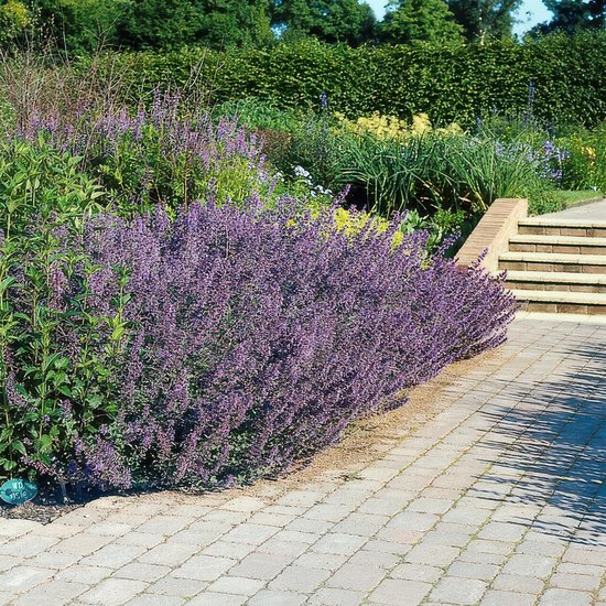 Tuinplantenshop.com | Nepeta ' Giant des Six Collines' | 6 pièces - Ø9cm - 10-25cm de haut - Plante de jardin