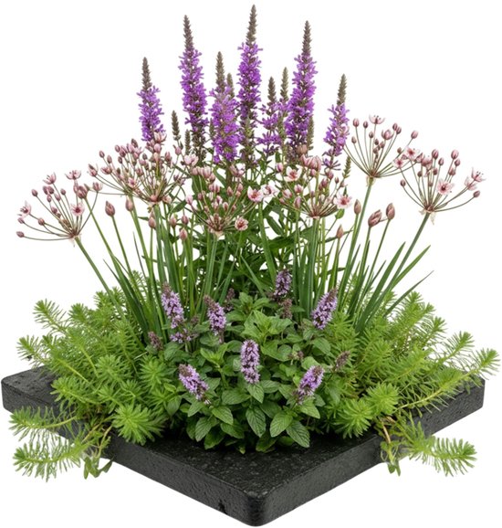 vdvelde.com - Anti muggen vijvereiland - 4 planten compleetset