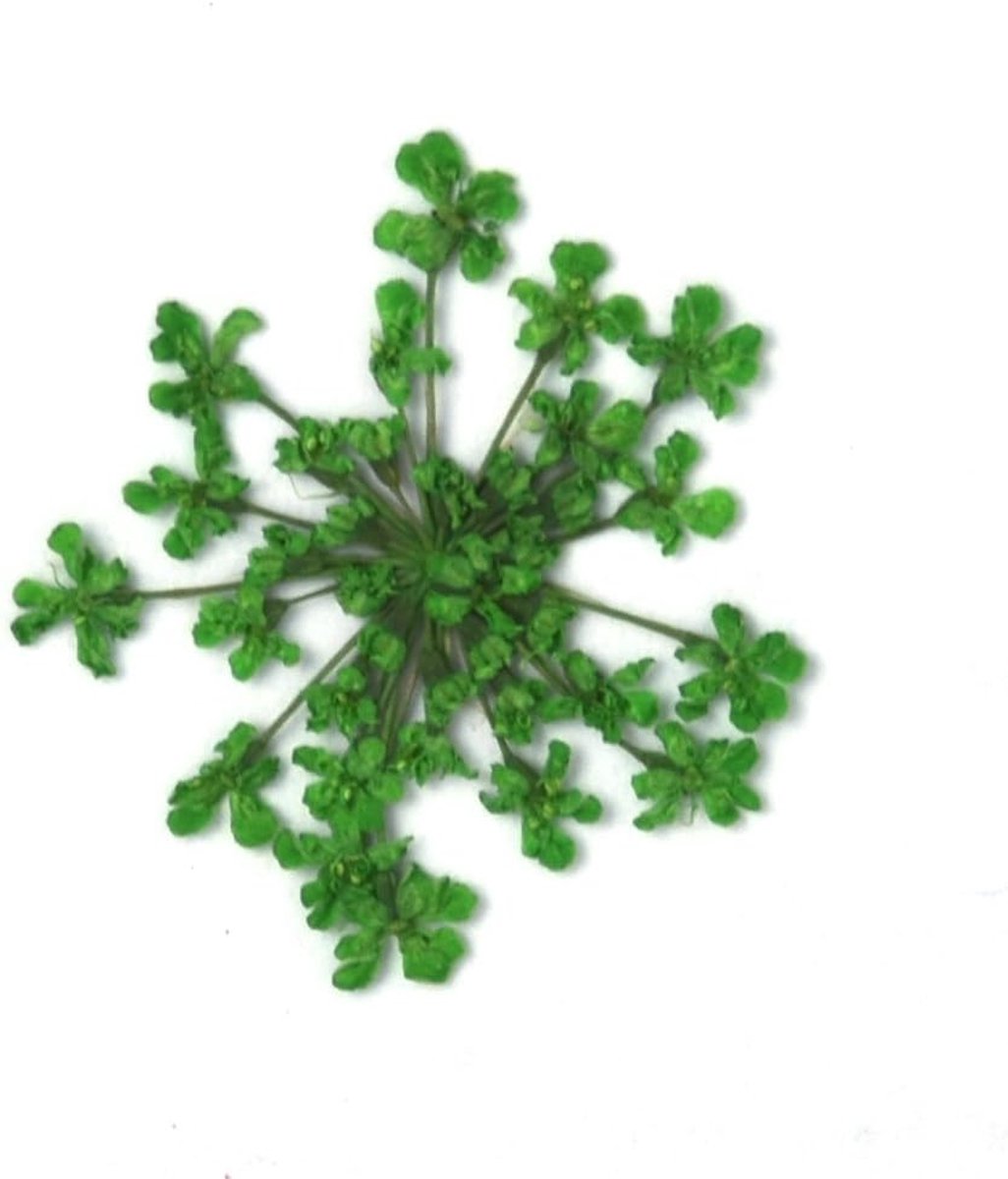 Gedroogde Bloemen Stickers - Echte Bloemen - Ambachtelijke Decoratie - Natuurlijke Print - 15-25mm - Groen