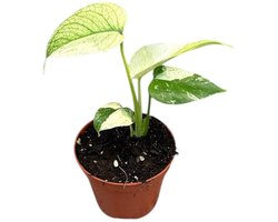 Monstera Mint - Kamerplant - Potmaat Ø8 cm