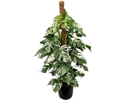 Monstera Deliciosa Variegata - Kamerplant - Potmaat Ø32 cm