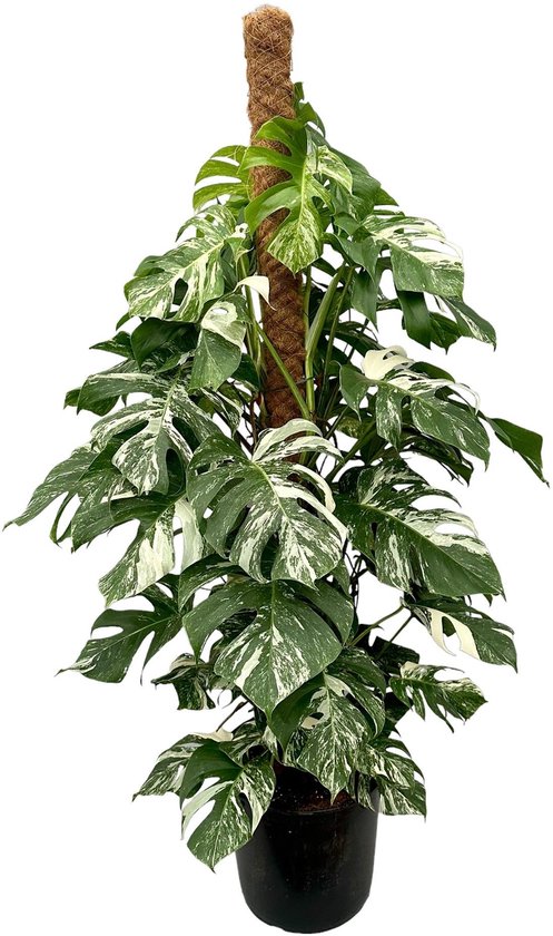 Monstera Deliciosa Variegata - Kamerplant - Potmaat Ø32 cm