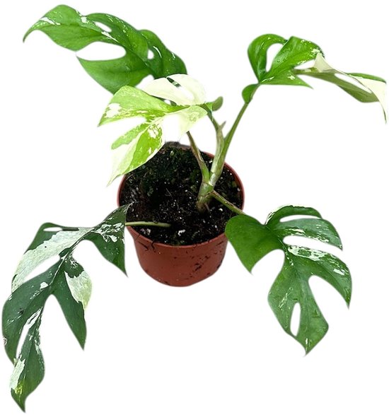 Rhaphidophora Tetrasperma Variegata - Kamerplant - Potmaat Ø10,5 cm