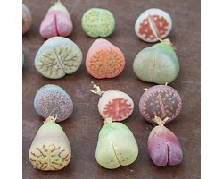 Zeldzame Baby Lithops Plantjes Mix - Levende Stenen Succulenten