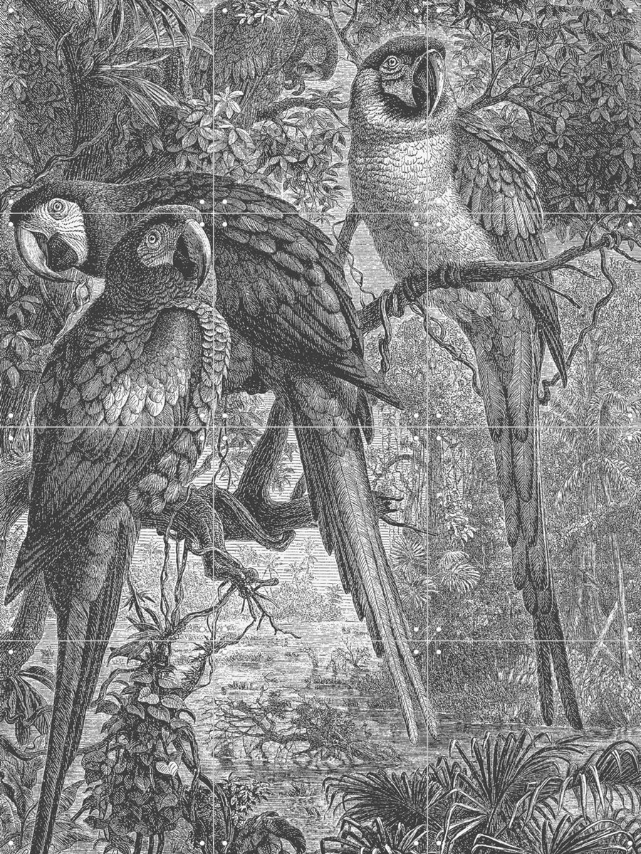 IXXI Macaws Parrots, Aster Edition - 60 x 80 cm - Gratis ophangtool - Grote wanddecoratie en posters - Vintage, Illustraties, Naturalisme, Houtsnede
