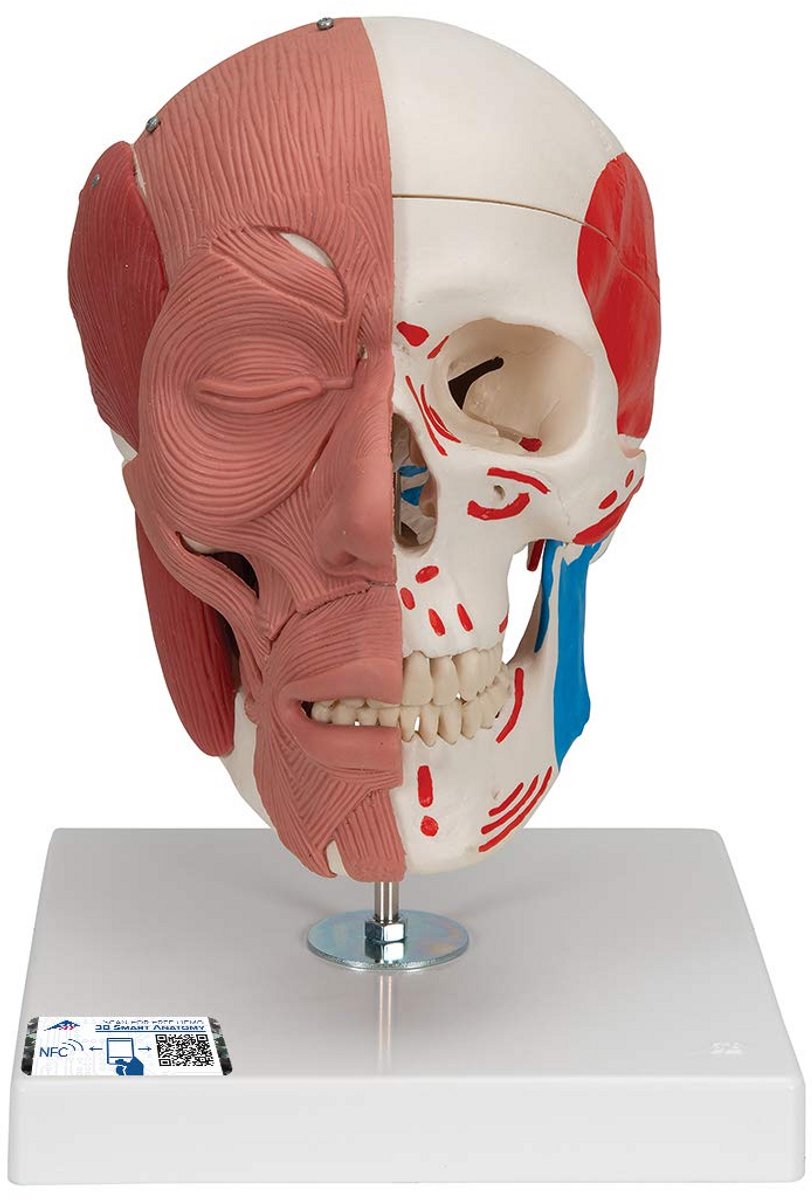 Menselijk Anatomie Model met Gezichtsspieren en Gratis Anatomie App