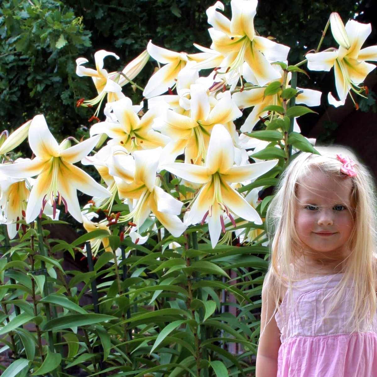 Lelie Bloembollen Winterhard - Lilium Mister Pistache - 3 stuks - Geel - Bloem bollen Mix Meerjarig - Leliebollen