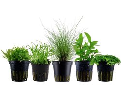 5 Stuks Set Aquariumplanten Voorkant - Vitaliteit en Zuurstof voor Uw Aquarium