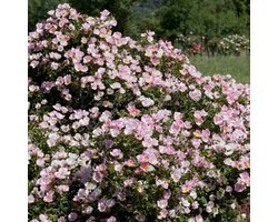 Plants Online BV - Planten - Tuinplanten - Rozen - Set van 3 - Rosa (H) Bingo Meidiland