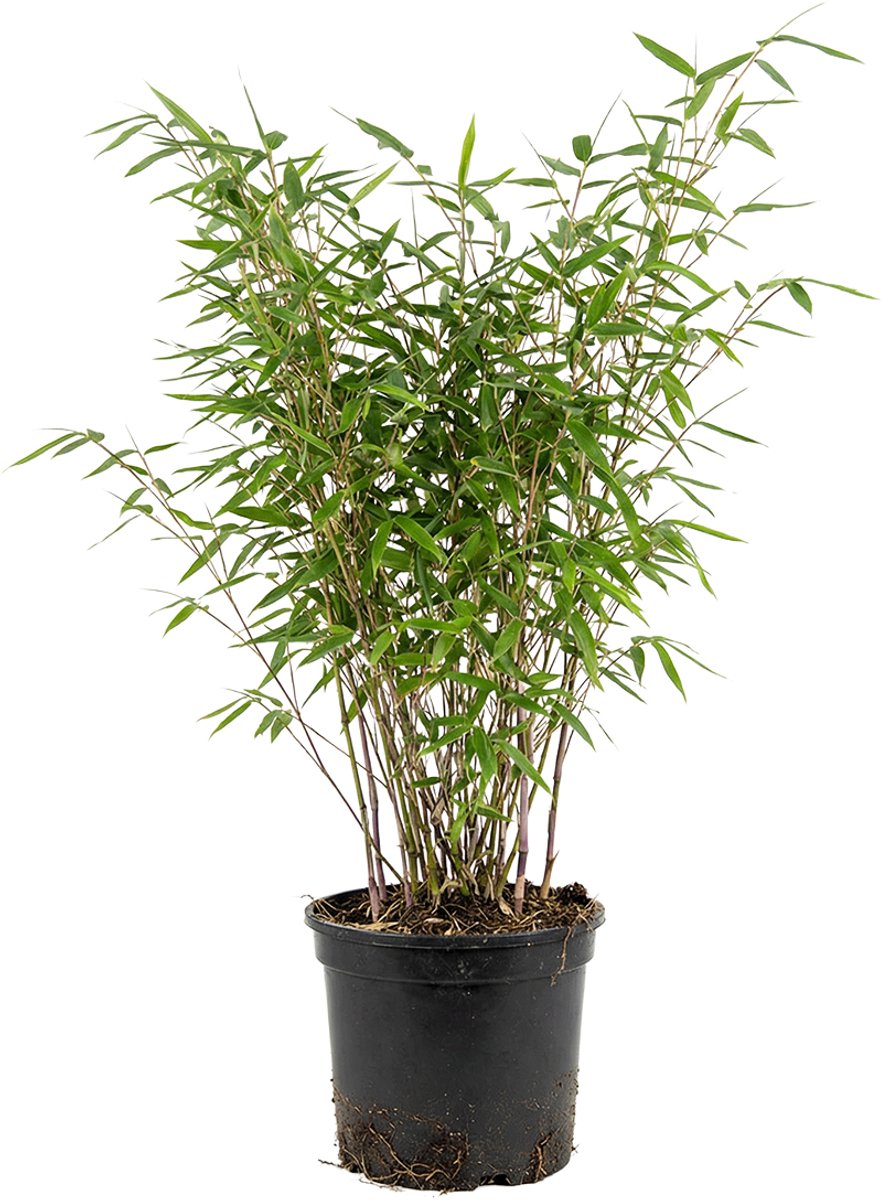 Bloomique - Fargesia Nitida Gansu - Bamboe Plant - Niet Woekerend - Winterhard - Wintergroen - Haagplant - Tuinplanten - Hoogte 50-70 cm - Pot 17 cm