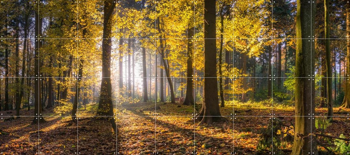 IXXI panoramic forest, Jan Becke - 180 x 80 cm - Gratis ophangtool - Grote wanddecoratie en posters - Impressionisme, Fotografie, Naturalisme