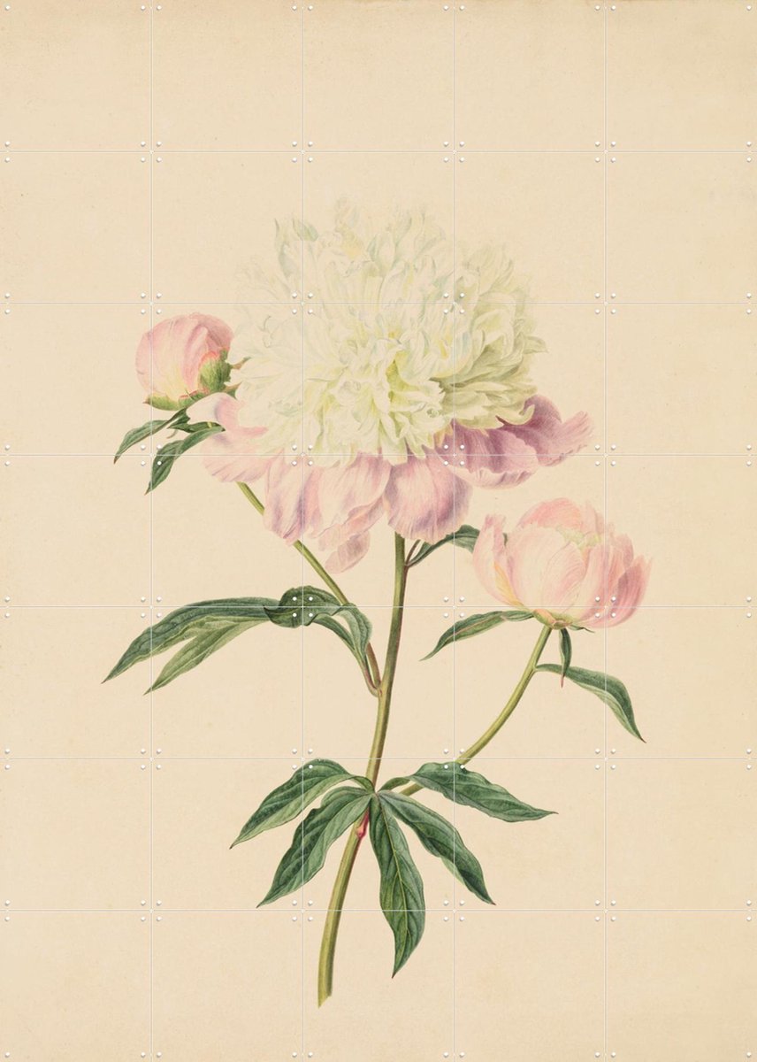 IXXI Pioenroos, Gerard van Spaendonck & Het Noordbrabants Museum - 100 x 140 cm - Gratis ophangtool - Grote wanddecoratie en posters - Illustraties