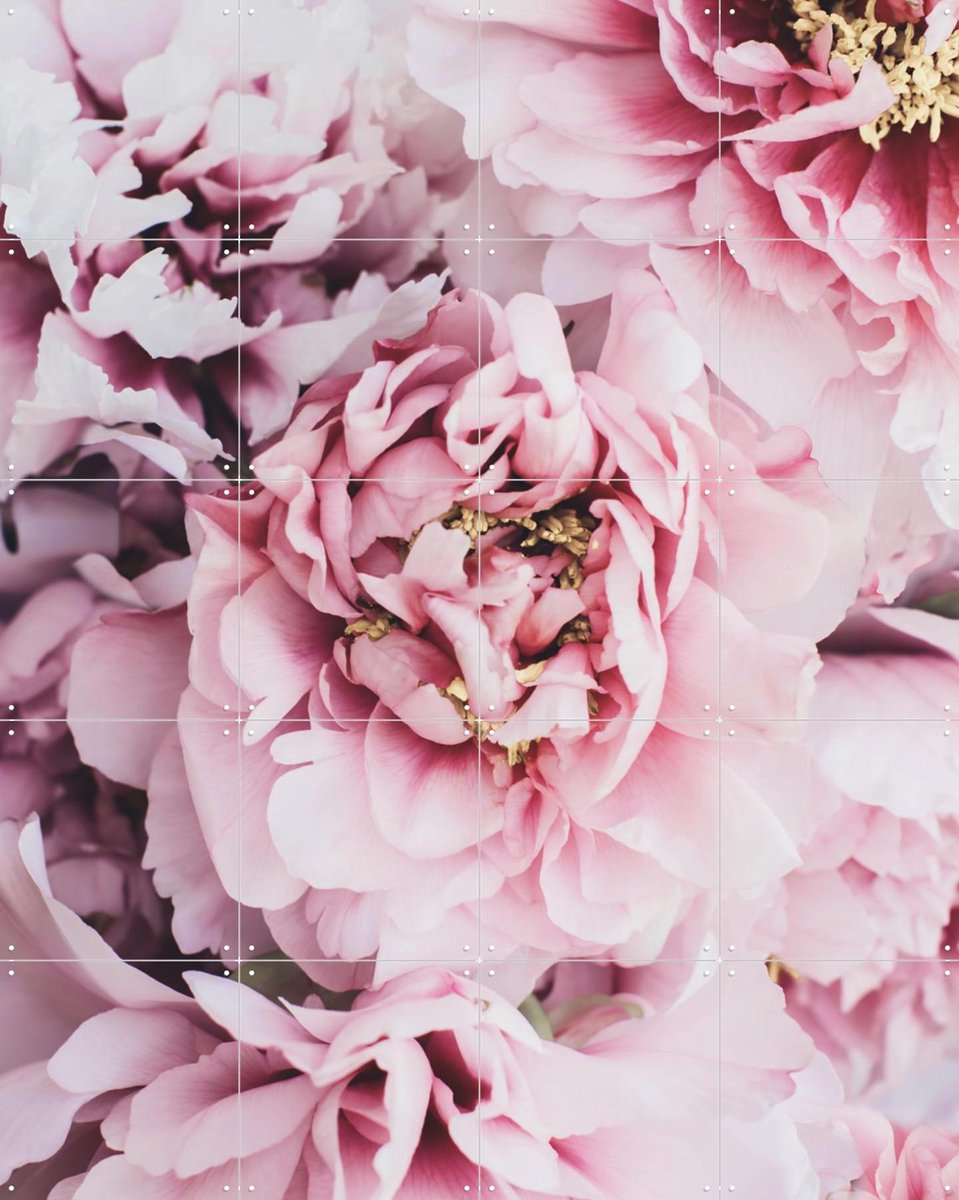 IXXI Pink Peonies Flowers, Ingrid Beddoes - 80 x 100 cm - Gratis ophangtool - Grote wanddecoratie en posters - Fotografie, Kleurrijk, Natuur