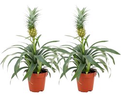 Decoratieve Ananasplant in Pot - Luchtzuiverende Kamerplant met Sierappel