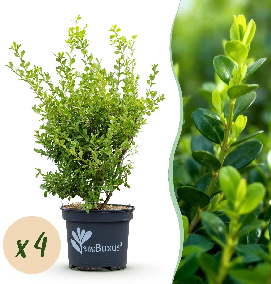 Green BoutiQ - Buxus Haag - BetterBuxus Babylon Beauty - Resistant Tegen De Buxus Schimmel - 4 Planten - 1 Strekkende Meter - Pot 19cm Hoogte 50-55